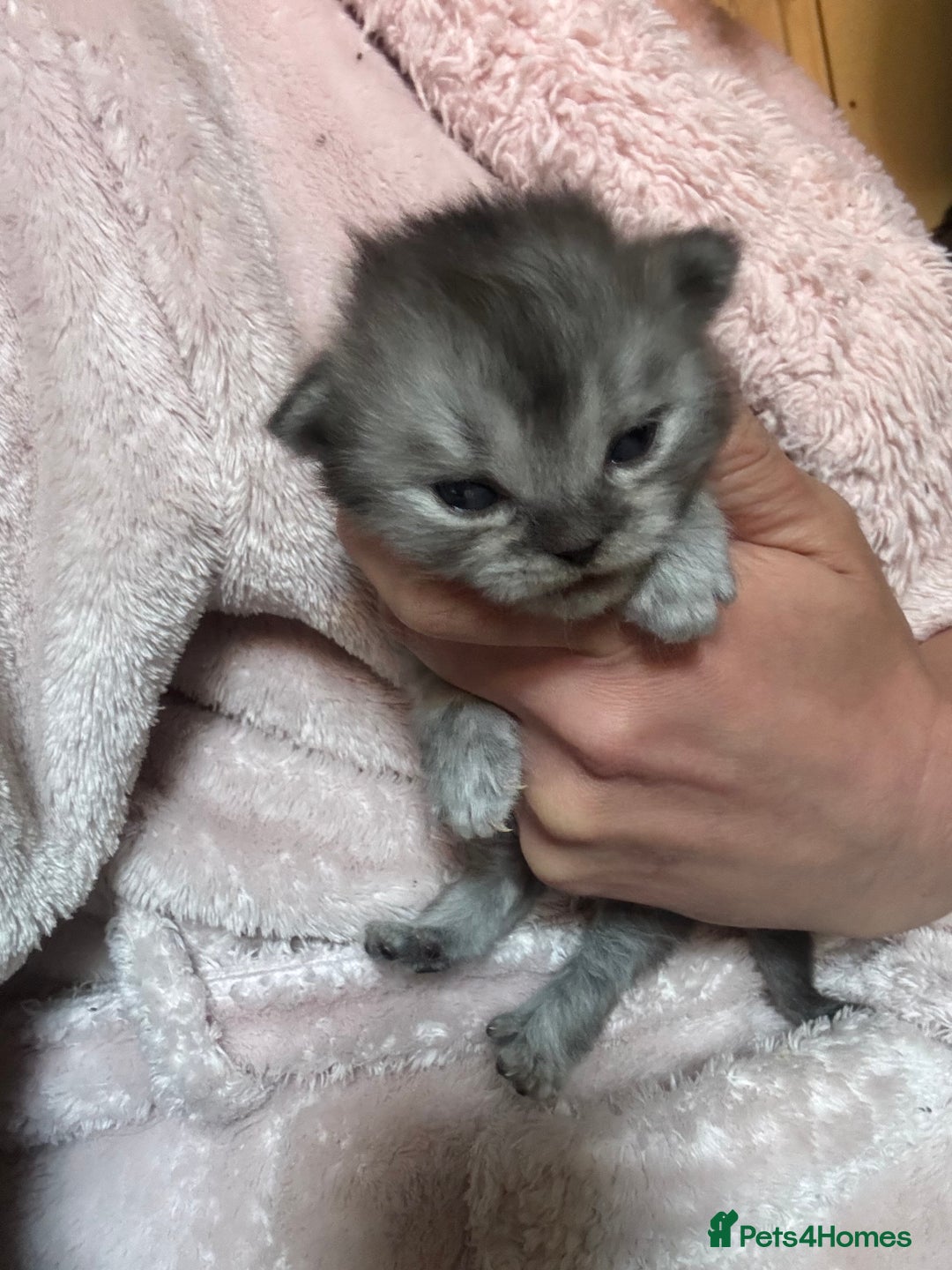 Perdoll cats for sale: Beautiful perdoll babies - Image 8