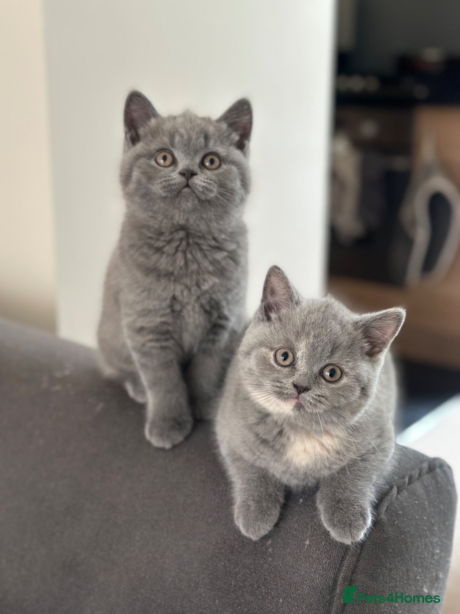 British Shorthair cats Pedigree British Shorthair Kittens  - Advert 18