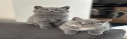 British Shorthair cats for sale: Pedigree British Shorthair Kittens  - Advert 1
