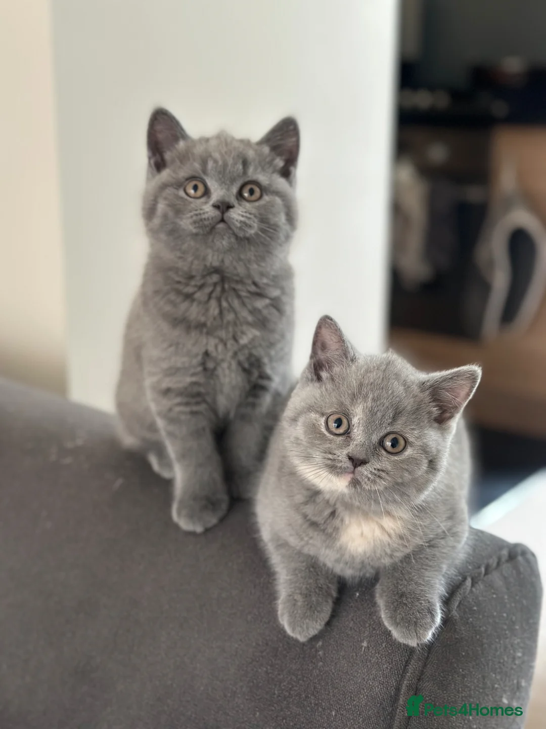 British Shorthair cats for sale: Pedigree British Shorthair Kittens  - Advert 1