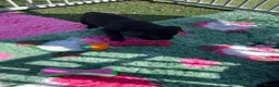 Labrador Retriever dogs for sale: Chunky Labrador puppies - Advert 10