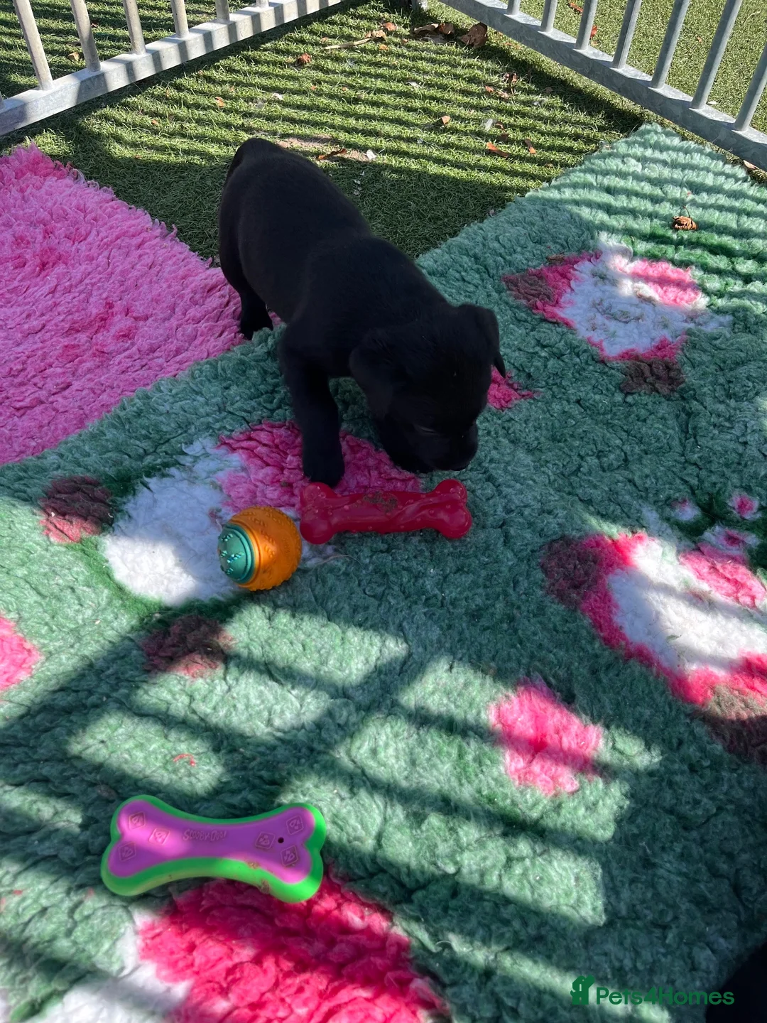 Labrador Retriever dogs for sale: Chunky Labrador puppies - Advert 10