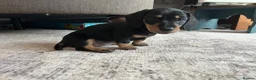 Miniature Dachshund dogs for sale: Last 2 ready to leave on 16th June - Advert 3