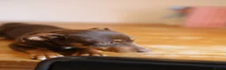 Jack Russell dogs for sale: Beautiful Jack Russell in Chocolate and Silver - Advert 20