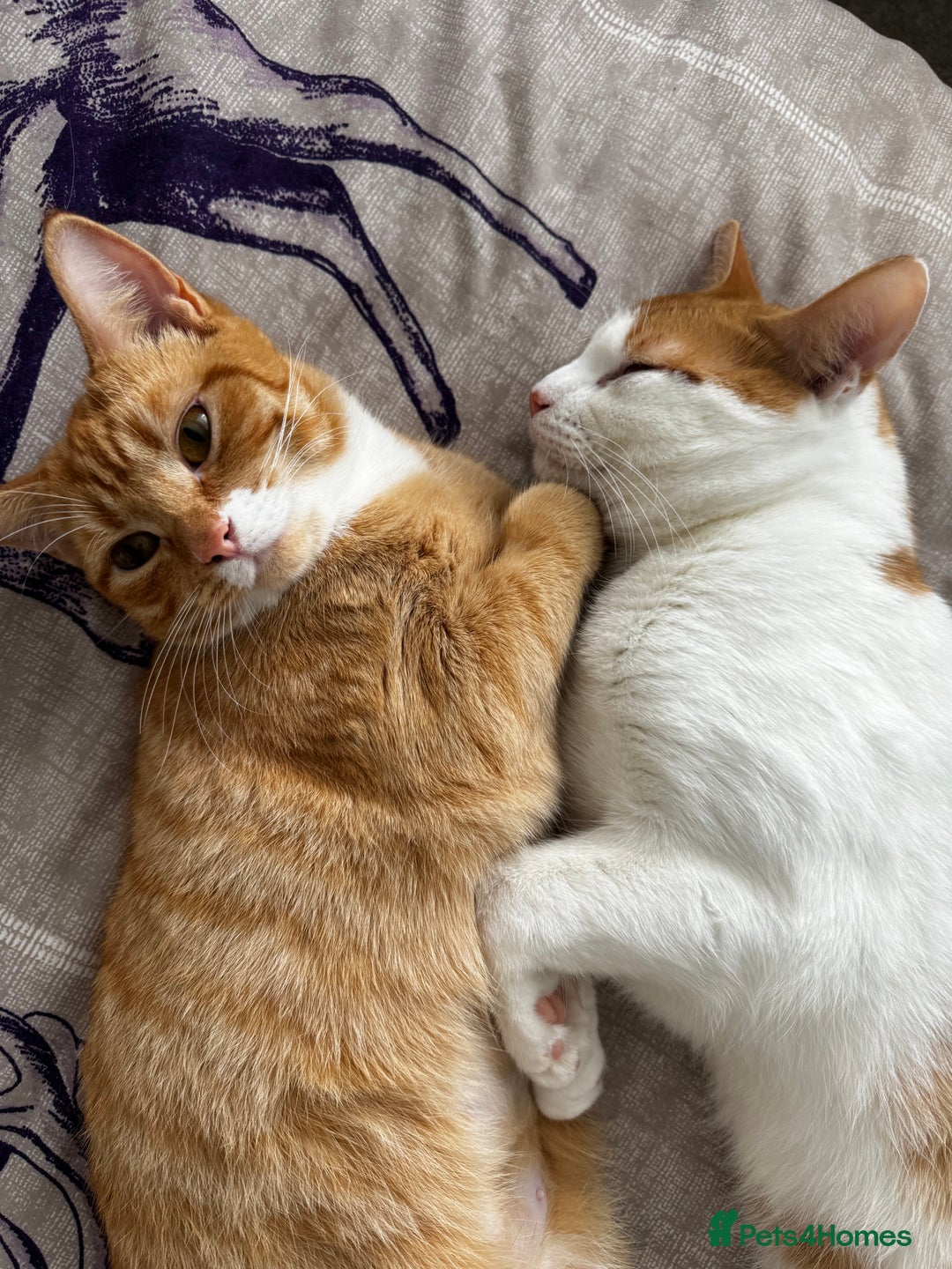 British Shorthair cats for sale: 2 year old Brother & Sister - Advert 6