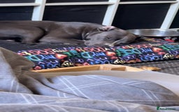 Staffordshire Bull Terrier dogs for sale: Blue  - Image 10