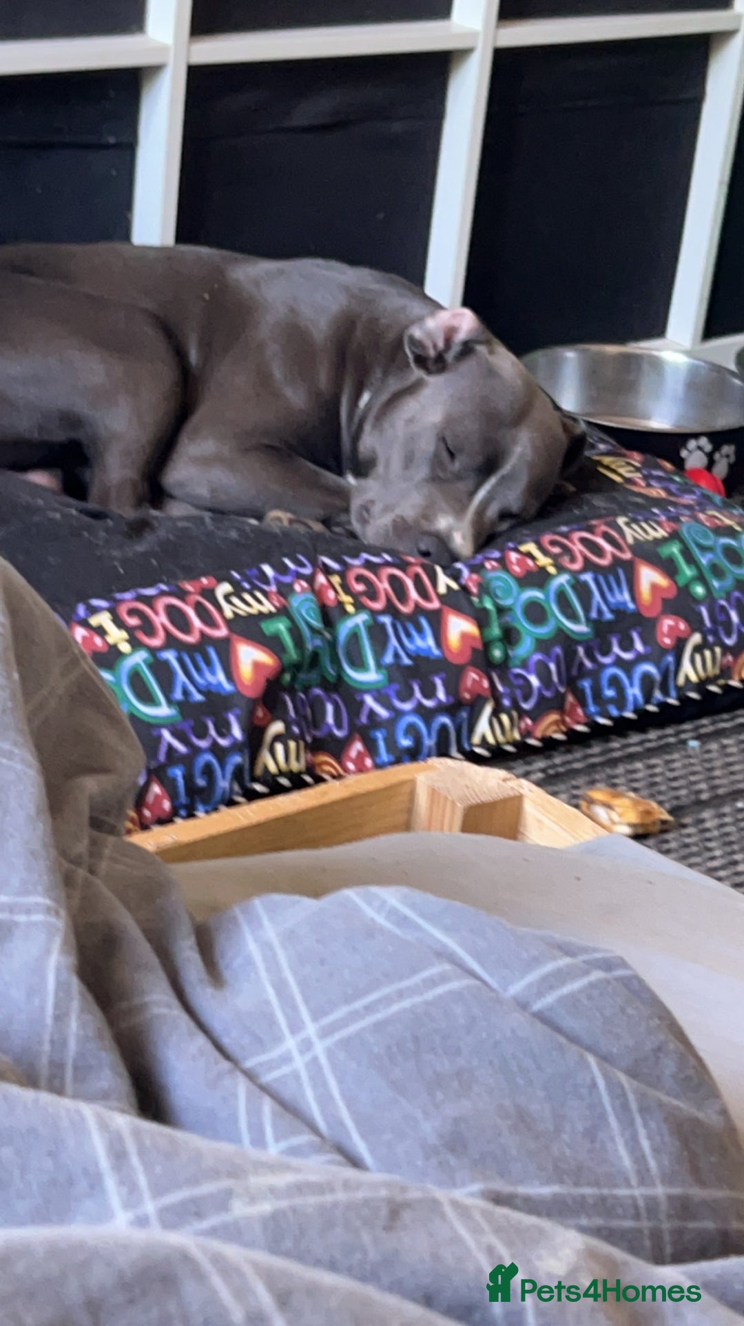 Staffordshire Bull Terrier dogs for sale: Blue  - Image 10