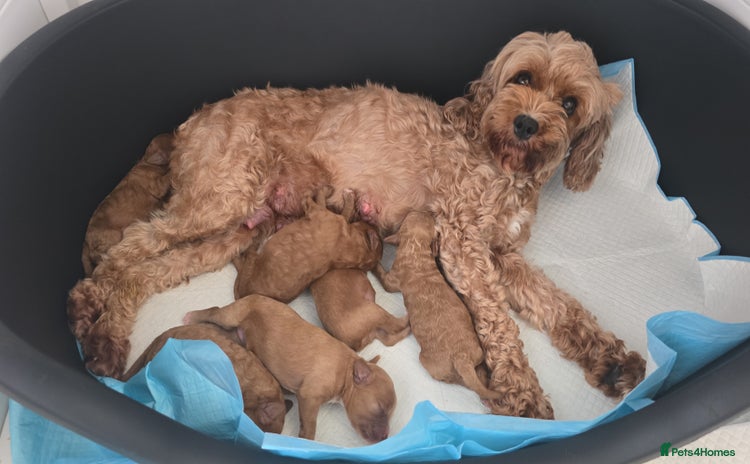 Cavapoo dogs - Advert 4