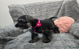 Miniature Schnauzer dogs for sale: Salt&pepper Miniature Schnauzer girl. READY NOW ‼️ - Image 2