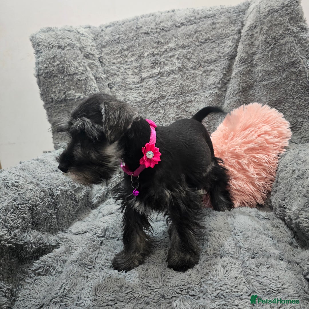 Miniature Schnauzer dogs for sale: Salt&pepper Miniature Schnauzer girl. READY NOW ‼️ - Image 2