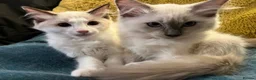 Ragdoll cats for sale: Pure ragdoll kittens for sale London - Advert 1