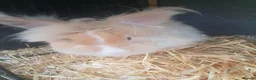 Lionhead rabbits for sale: Angora x Lionhead Buck - Advert 2