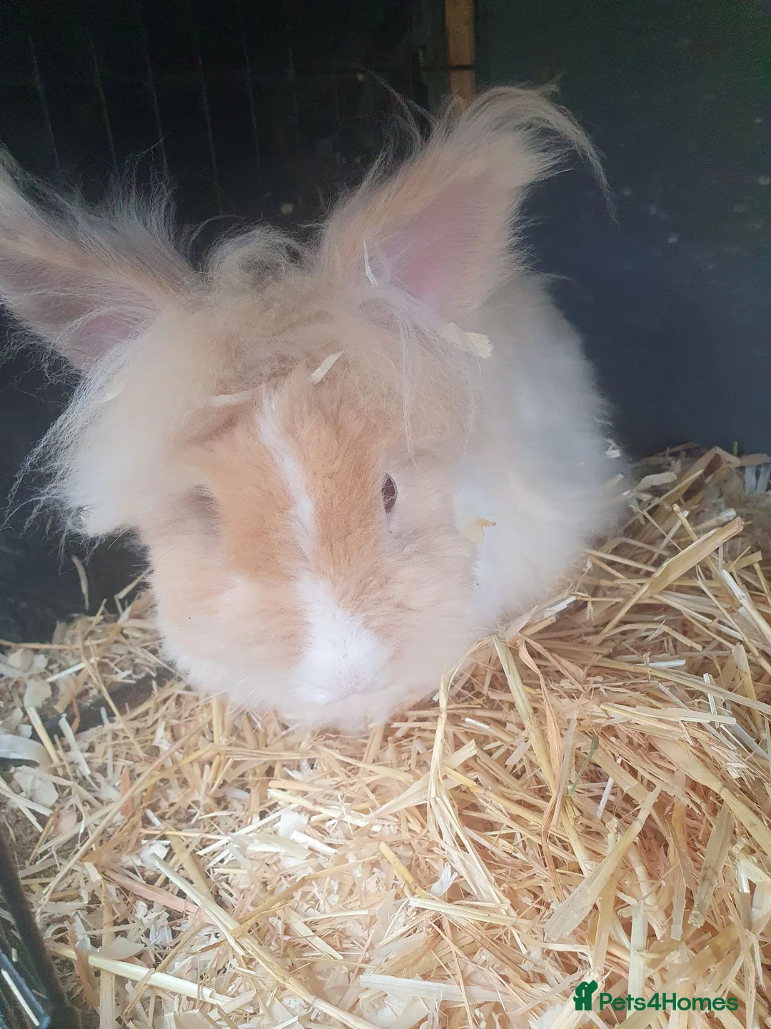 Lionhead rabbits for sale: Angora x Lionhead Buck - Advert 2