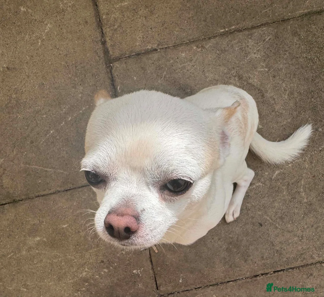 Chihuahua dogs for sale: Chihuahua in Crewe - Advert 2