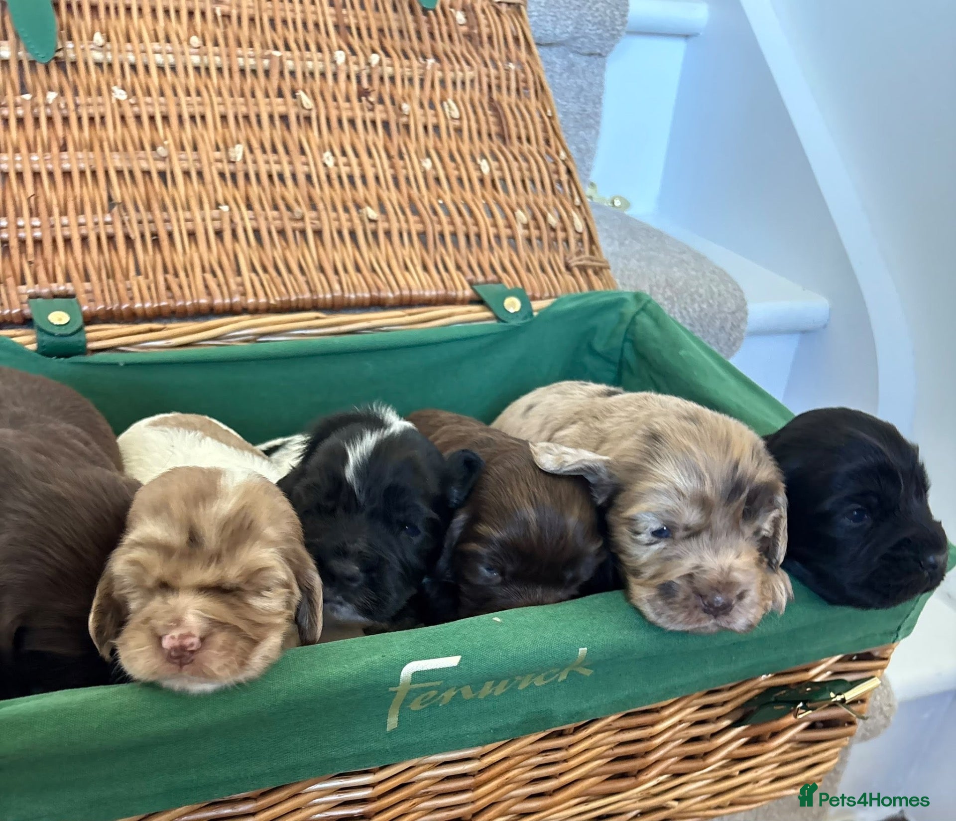Cocker Spaniel dogs for sale: Cocker spaniel puppies  - Advert 2