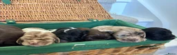 Cocker Spaniel dogs for sale: Cocker spaniel puppies  - Advert 2