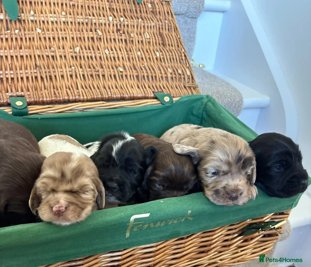 Cocker Spaniel dogs for sale: Cocker spaniel puppies  - Advert 2