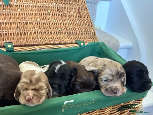 Cocker Spaniel dogs for sale: Cocker spaniel puppies - Advert 2