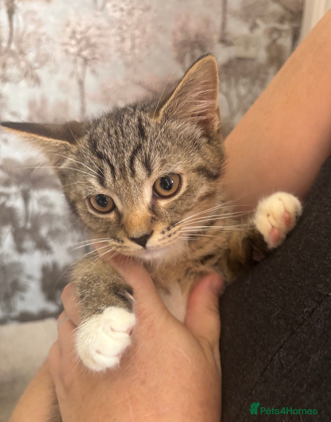 Mixed Breed cats for sale: 2 lovely boys available  - Image 2