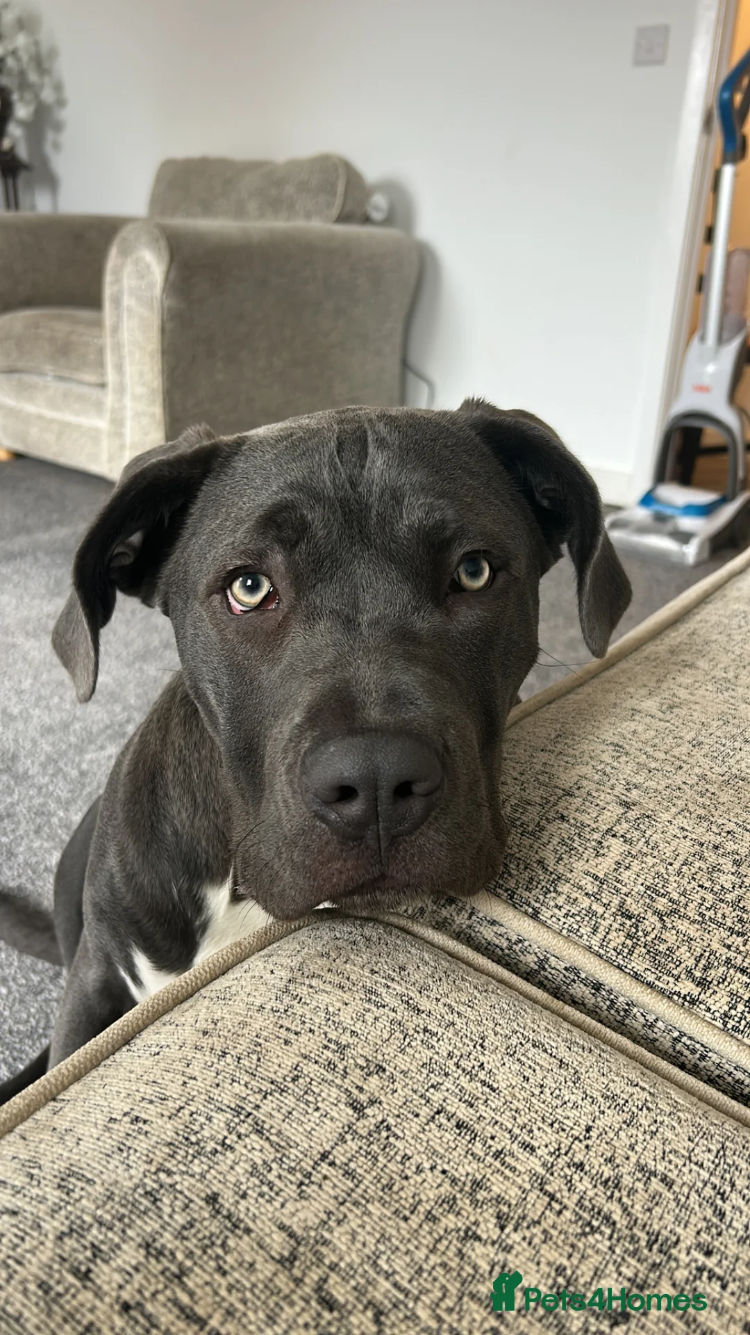 Mixed Breed dogs for sale: Cane corso cross - Advert 2