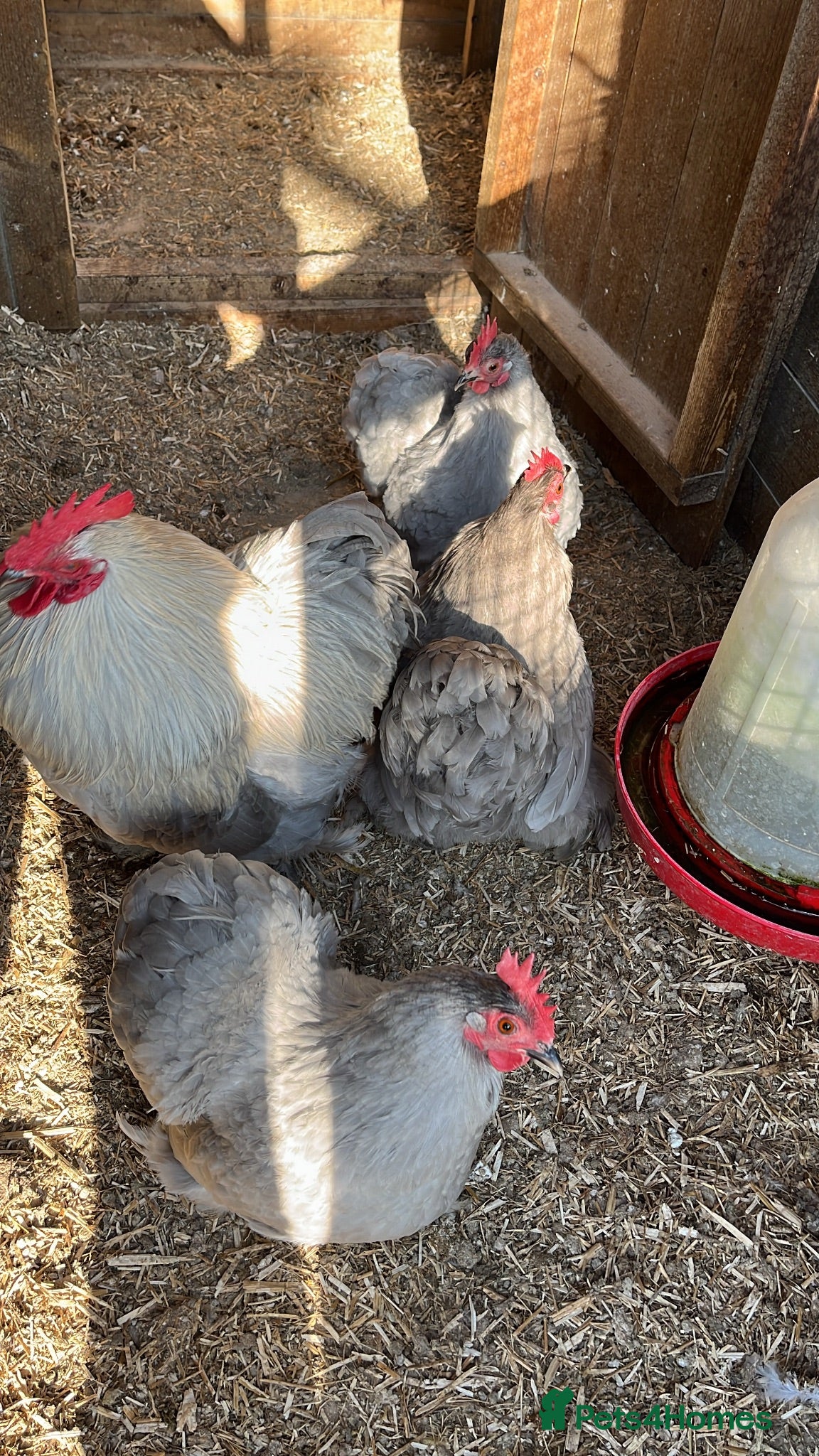 Chickens poultry Trio lavender Pekin - Advert 4