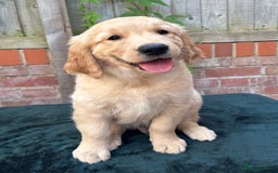 Golden Retriever dogs for sale: Show x Working. Naturally raised. Crate training  in Warminster - Image 7