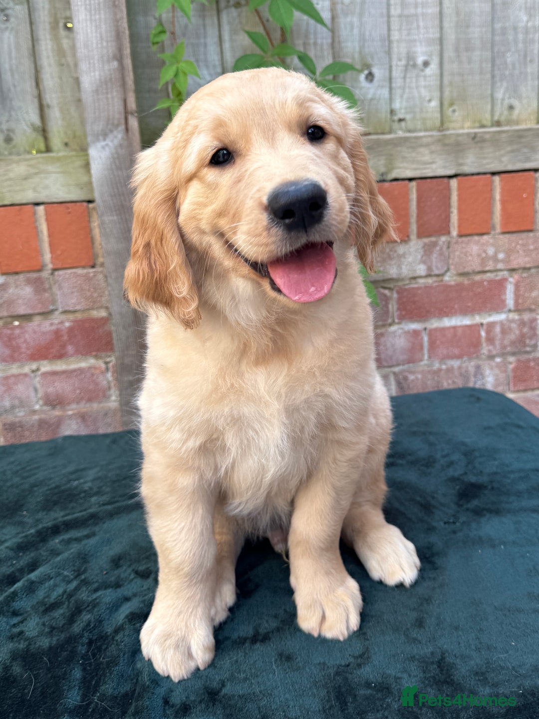 Golden Retriever dogs for sale: Show x Working. Naturally raised. Crate training  in Warminster - Image 7