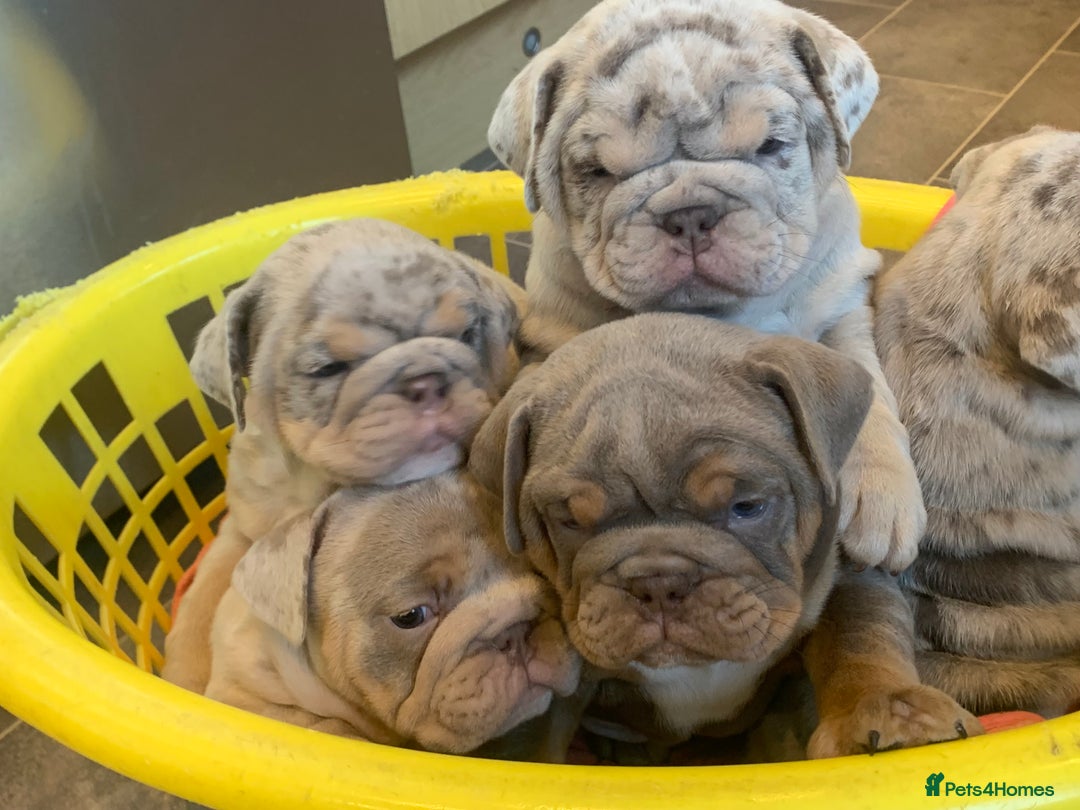 English Bulldog dogs for stud: full suited English bulldog stud well proven in Leicester - Advert 23