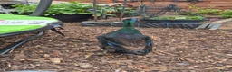 Ducks poultry for sale: Male and female bonded pair of ducks - Advert 3