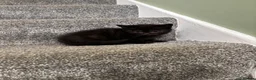 British Shorthair cats for sale: Social, playful BSH kittens  - Advert 16