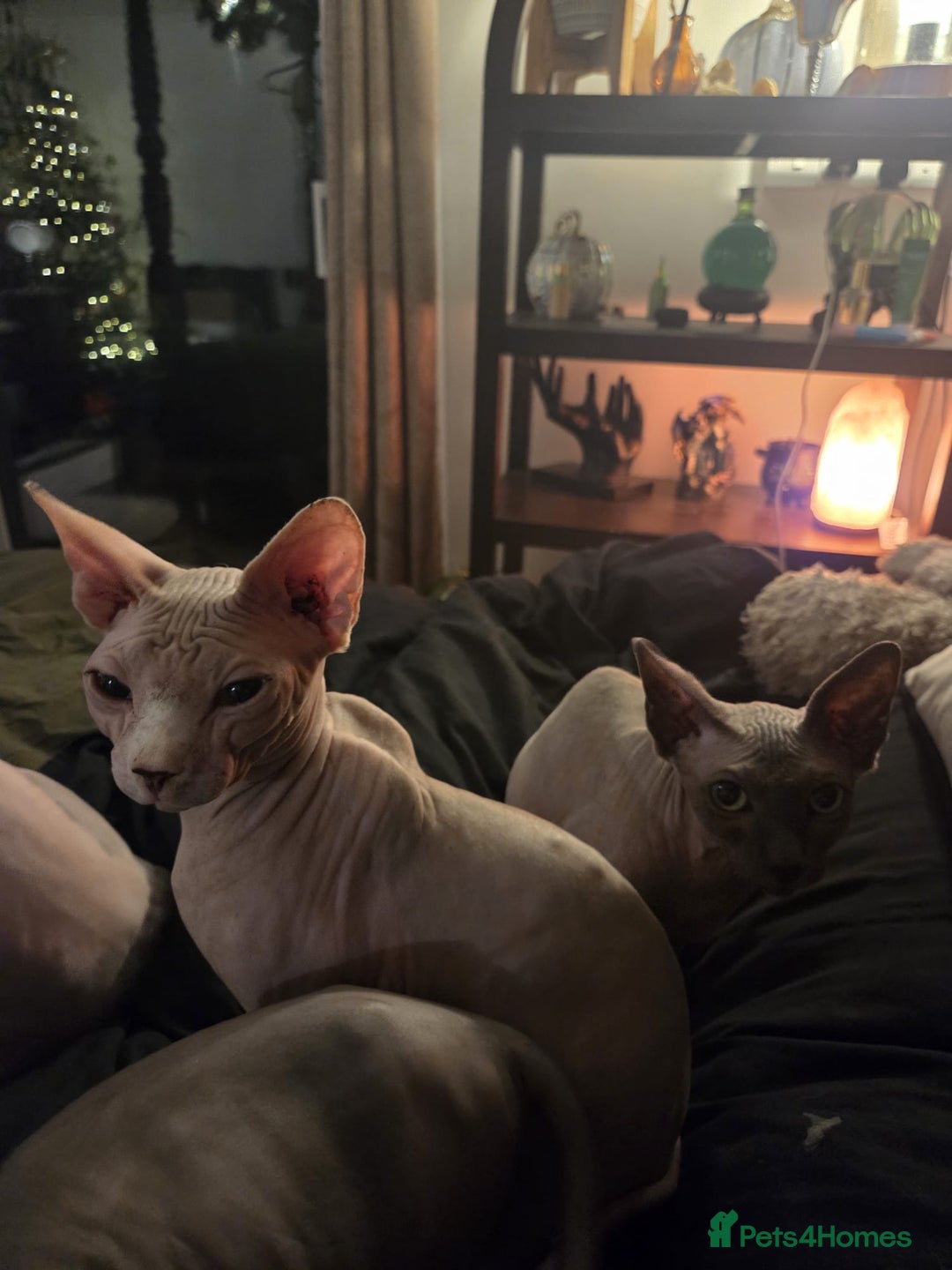 Sphynx cats for sale: Sphynx male for sale  - Advert 4