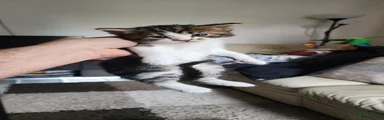 British Longhair Kitten 1
