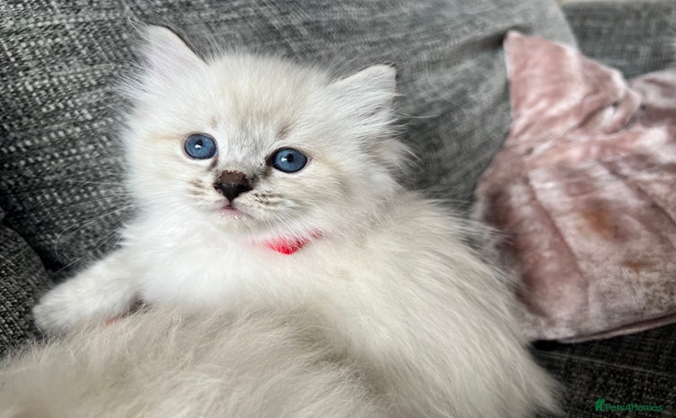 Siberian cats - Advert 1