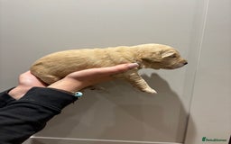 Goldendoodle dogs for sale: Gorgeous F1 Golden Doodles ❤️ - Advert 20