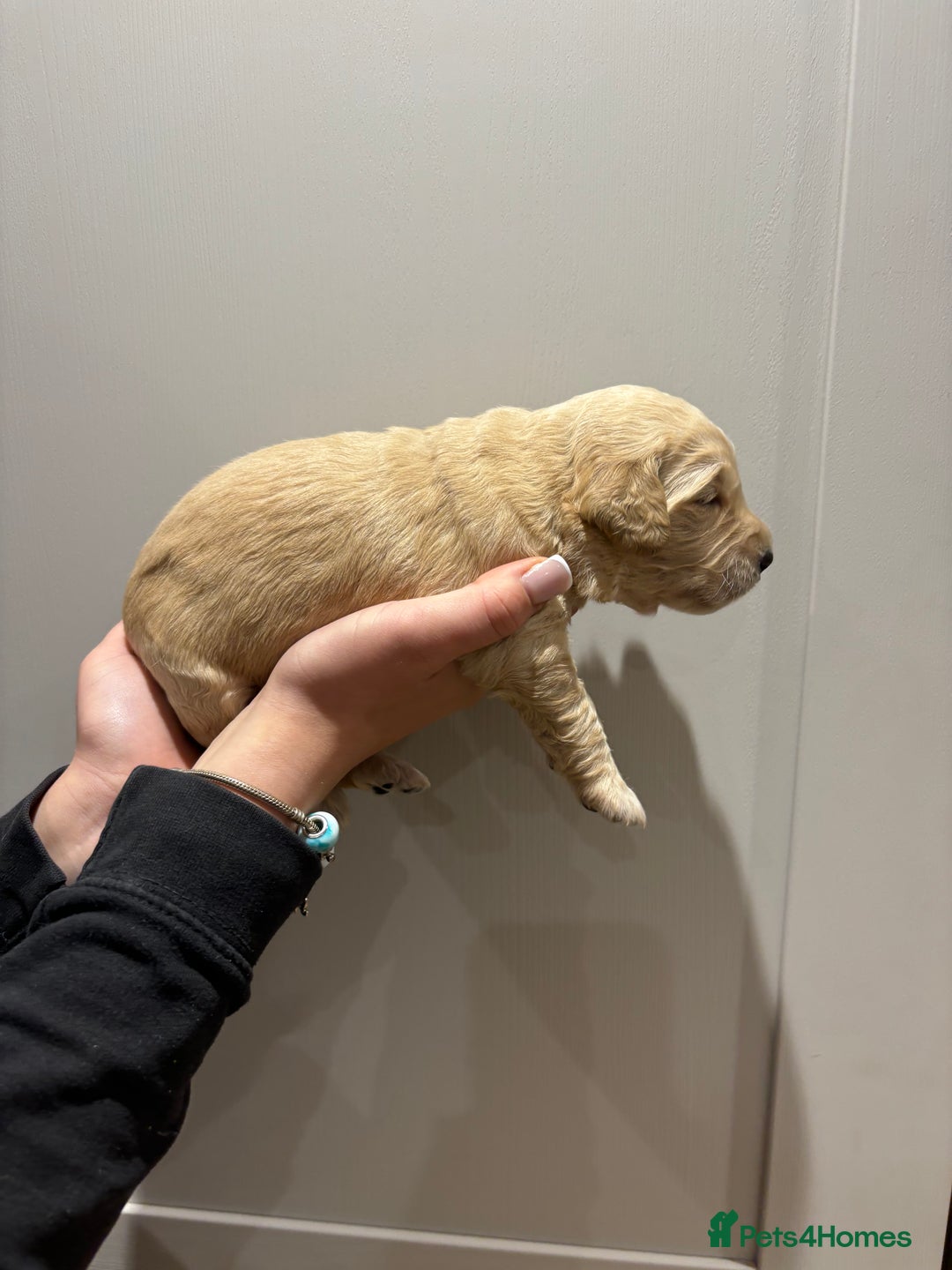 Goldendoodle dogs for sale: Gorgeous F1 Golden Doodles ❤️ - Advert 20