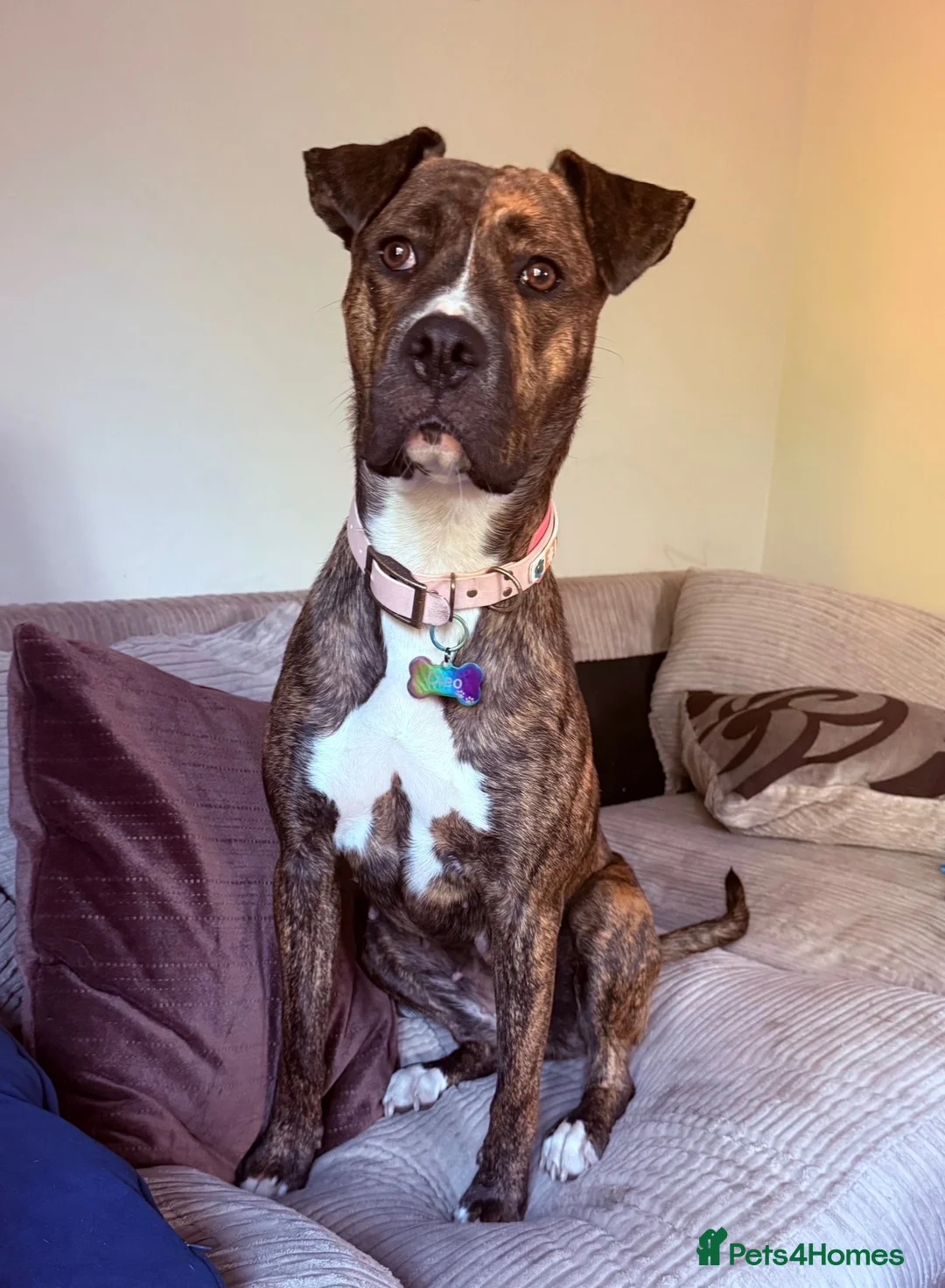 Mixed Breed dogs for sale: Looking for loving forever home  in Blandford Forum - Advert 2