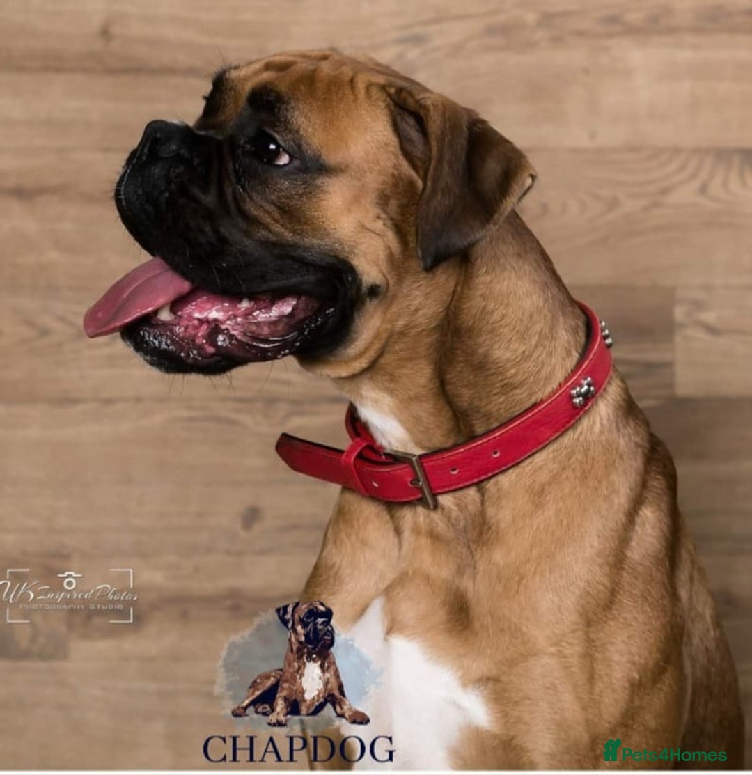 Boxer dogs for stud: Bane - Kc registered boy in Chesterfield - Image 3