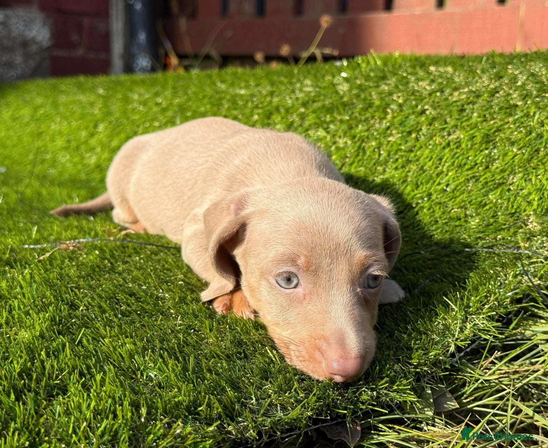 Miniature Dachshund dogs 💙Carry fluffy Isabella Mini Dachshund Puppies🐶❤️ - Advert 4