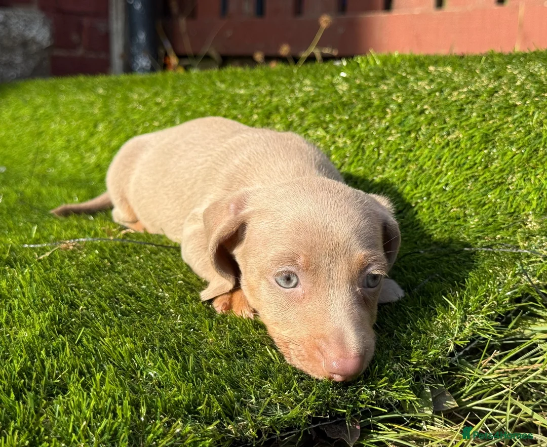 Miniature Dachshund dogs for sale: 💙Carry fluffy Isabella Mini Dachshund Puppies🐶❤️ - Advert 1