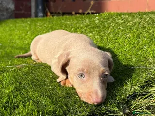 Miniature Dachshund dogs 💙Carry fluffy Isabella Mini Dachshund Puppies🐶❤️ - Advert 4