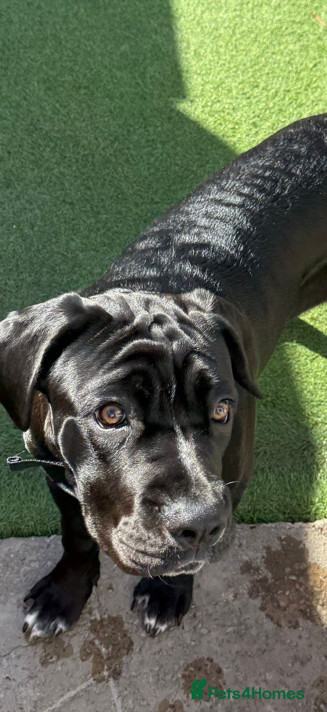 Cane Corso dogs for sale: Most loving cane corso puppy - Image 2