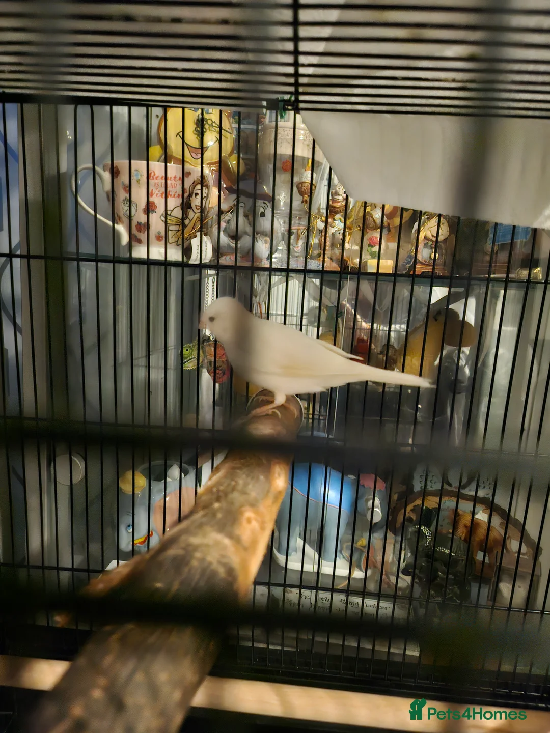 Canaries birds for sale: Male white Canary - Advert 4