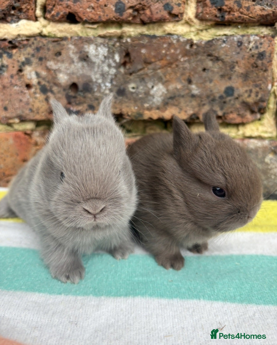 Netherland Dwarf rabbits Friendly Netherland Dwarf bunnies - Advert 13