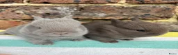 Netherland Dwarf rabbits for sale: Friendly Netherland Dwarf bunnies - Advert 5