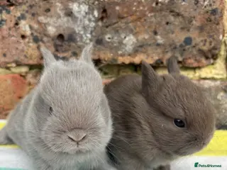 Netherland Dwarf rabbits Friendly Netherland Dwarf bunnies - Advert 13