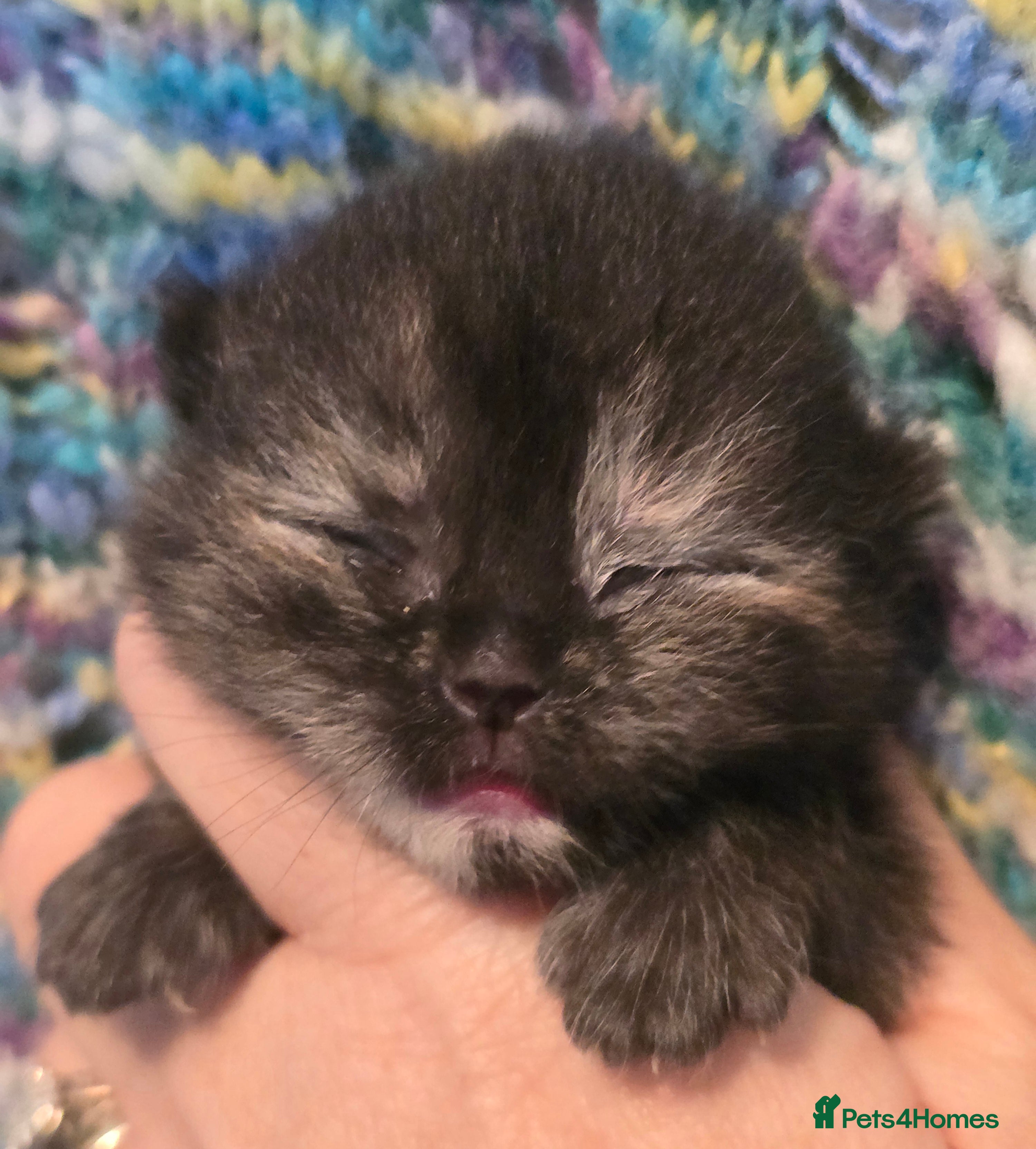 British Shorthair cats ONE GIRL LEFT TICA REGISTERED BRITISH SHORTHAIR - Advert 2