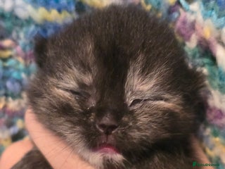 British Shorthair cats ONE GIRL LEFT TICA REGISTERED BRITISH SHORTHAIR - Advert 18