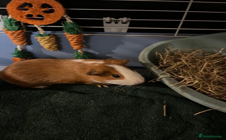 Guinea Pig rodents - Advert 8