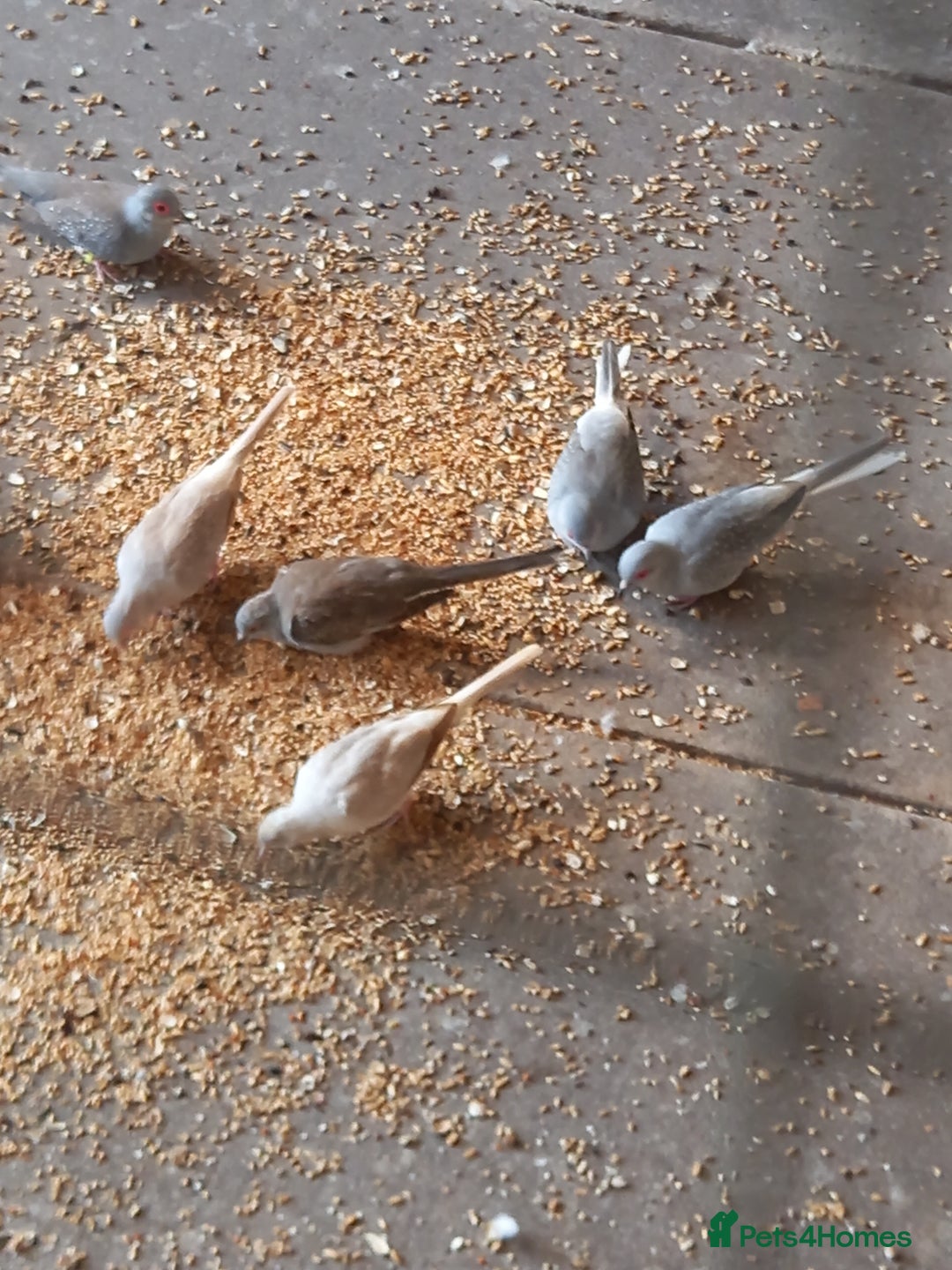 Doves birds for sale: Diamond doves, £10 each, sandbach  - Image 4