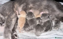British Shorthair cats for sale: Champion mum & dad litter 1 🩵 & 1 🩷 - Image 17